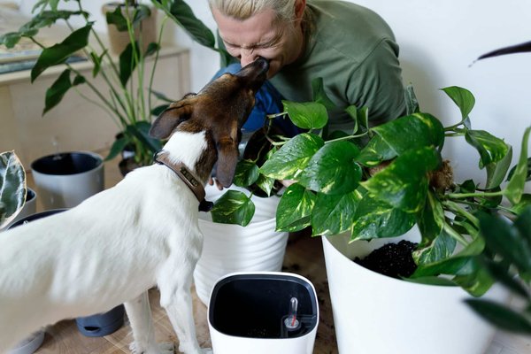 Comment camper en toute sécurité dans des zones à forte densité de plantes toxiques ?